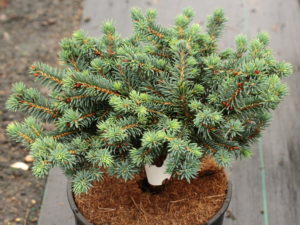 This low-growing spruce has blue-green foliage and a compact, mounding habit. If rooted from cuttings, it grows much more slowly; when grafted, it tends to be semi-upright and rather pyramidal