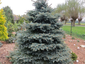 This dense, pyramidal tree has bright, blue-green foliage. Its compact growth, tidy habit and beautiful color make it an excellent dwarf tree for any landscape.