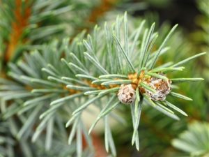 Pointed needles have a lovely blue and green appearance on this new dwarf spruce. This cultivar originated as a witch's broom at University of Oregon, discovered by Doug Wilson and named for his son, Wiley. A lovely, slow-growing spruce with a nice two-tone color.