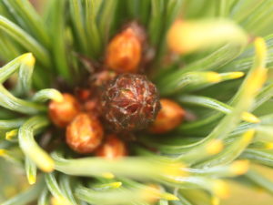 This slow-growing pine has a handsome form and a heavy texture. Thick, gray-green needles give a wonderful contrast to the prominent bark of this rare species. A choice dwarf for collectors or small gardens!