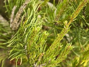 This Jack pine has an upright leader and pendulous side branches that do not twist. Its habit is broader with more pendulous branches than 'Uncle Fogy' or 'Bush's Twister, characteristics that distinguish the slow-growing conifer from others. Some say th