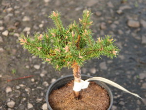 A dwarf pine found as a witch's broom by Gary Gee &Bill Barger.