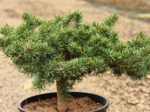 A dense, prostrate form of Jack pine with emerald green needles, this slow-growing seedling selection can drape down a wall or spread out in a low mass on a bank. Even after 30 years, a very old specimen only gets about 3' tall in the center and 15' wide.
