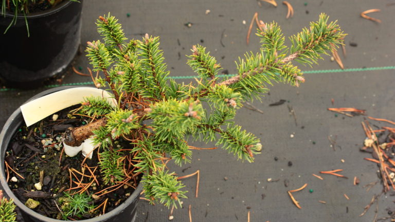 This dwarf, spreading form of Jack Pine has a rich dark-green color. Its unique form and slow growth rate make it an excellent rock garden selection! More commonly known incorrectly as Pinus sylvestris 'Skjak Flach'.