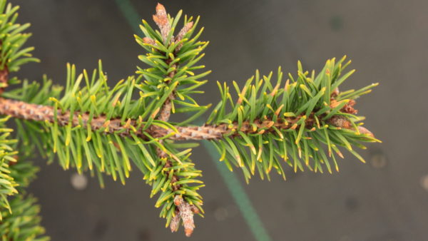 This dwarf, spreading form of Jack Pine has a rich dark-green color. Its unique form and slow growth rate make it an excellent rock garden selection! More commonly known incorrectly as Pinus sylvestris 'Skjak Flach'.