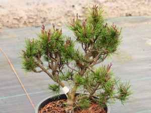 Pinus contorta 'Tiger'