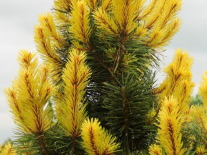 This stunning, columnar pine has brilliant, golden-yellow candles that last for more than a month in spring, contrasting marvelously with rigid, dark-green needles. This variety is a must-have for any conifer collector!