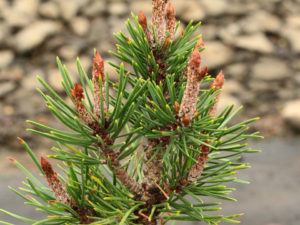 This broad, globose selection of Lodgepole Pine grows with long, dark-green needles and pronounced candles in the winter. One of few dwarf selections of this species!