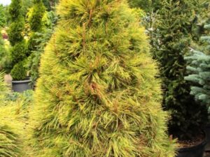 Beautiful year-round, this medium-size, broadly pyramidal pine gets even more dramatic in winter, when the light-green summer needles turn a vibrant golden yellow that continues to intensify in colder weather.