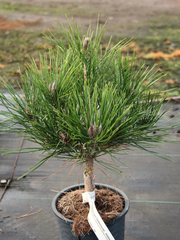A dwarf pine that is a hybrid between the Austrian pine and Japanese red pine.