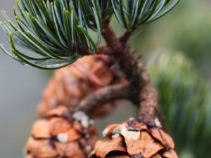 Needles are similar in color and size to the Japanese white pine - Pinus parviflora. Grows quickly and cones profusely. More accurately known as Pinus fenzeliana.