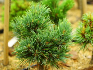 Blue-green needles on this compact pine have a soft texture. Found as a witch's broom by Jerry Morris.