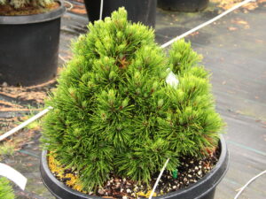 This dense, globose selection of Bosnian pine has a wonderful rich green color and short needles that form a cup at the branch tips. A wonderful, slow-growing selection, perfect for a rock garden.