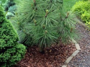 Exceptionally long, dark green needles give this pine a handsome appearance. This more compact version of the species is better for a smaller garden.