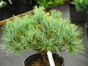 This slow-growing dwarf Korean Pine will form a dense, bright-blue ball.