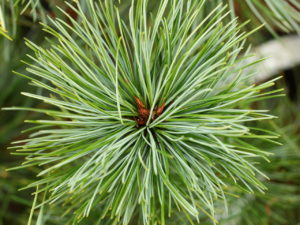 This rounded, dwarf Korean Pine has long blue-green needles.
