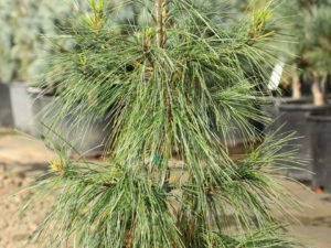 An irregular-growing pine with thin, long and soft needles and a weeping habit.