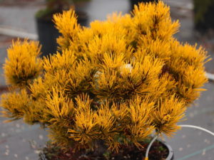 An exceptional, slow-growing form of mugo pine, this low, compact, broadly globose selection provides brilliant gold winter coloring. More intense in colder climates, the splash of gold is a welcome winter sight. Growth is slow even in ideal conditions. Discovered by Erwin Carsten, Varel, Germany before 1988, it is also known as ‘Carstens.’