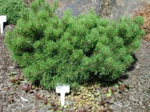 This low, spreading pine has thick, dark-green needles. Its dwarf growth rate and low-growing habit make it one of the few pines that can be used as a groundcover.