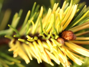 Pinus mugo 'Gerringong'