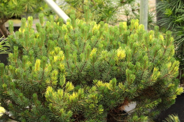 Pinus mugo 'Gerringong'