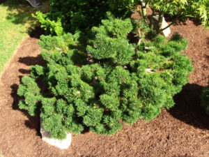 Dark-green needles are very dense on this compact pine. Many of the branches widen at the tips, giving it an almost fasciated appearance! A terrific conifer that adds an interesting texture and year-round color to the garden.