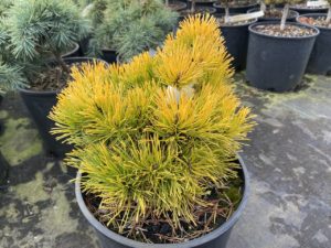 Rich, golden-yellow foliage on this globose conifer appears in winter. A nice, compact pine with a slightly lighter color than 'Carstens'.