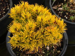 Bright golden-orange needles are most prominent in winter. Orange-brown buds are very distinctive during this season as well. A seldom-seen but beautiful selection from Andre van Nijnatten around 1977.
