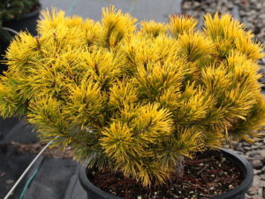 A rich, golden-yellow, mounding conifer with a dense habit and slow growth rate. The color is most intense in winter. Perhaps one of the slowest-growing golden varieties of Mugo Pine!