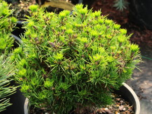 Dark-green needles are a uniquely short length, giving this slow-growing plant a fascinating texture/