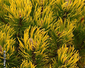 This golden pine got its name from the Biblical sea port, Ophir, known for its gold exports. A fascinating and unique name for a beautiful plant that really stands out-especially in winter.