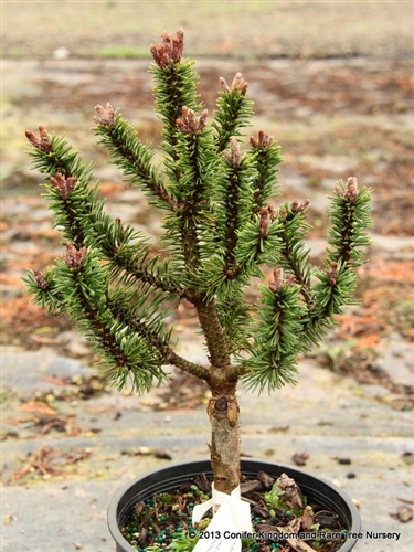 The open globose form is unique for a mugo. Unlike most bun or globose mugo pines, the opening branching gives a great alpine look which makes it look so much older than it is. That said, this is not a fast grower.