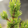A very slow-growing and compact variety of pine with short, dark-green needles. Develops into a rather spreading plant with branches that tend to point upward.