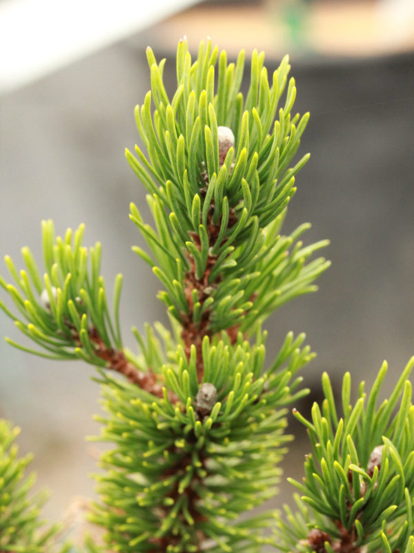 A very slow-growing and compact variety of pine with short, dark-green needles. Develops into a rather spreading plant with branches that tend to point upward.