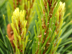 Sometimes the name really makes the point, as is the case with this yellow-tipped mugo pine. Bright green needles have yellow points that are most prominent in winter. The coloring, most vibrant at the tips, gradually fades toward the base of the needles.