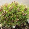 This compact pine has dark green needles and a dense globose form. An uncommon but quite nice selection of Austrian pine.