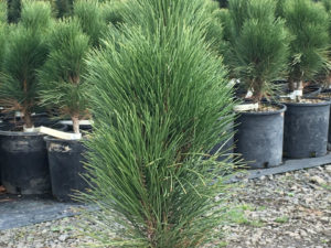 Dark-green foliage on this narrow, upright pine is very dense. The large, whitish buds in winter and early spring look very handsome among the needles.