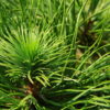 The foliage on this dwarf pine varies in length, with older needles occasionally being 4 times the length of more recent growth! The overall effect forms dense clusters of growth at each branch tip. Color is a deep green in spring and summer but brilliant golden-yellow in winter.