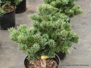 Strong growth, an informal upright form and twisted silver-blue needles combine to make this pine a beautiful addition to the landscape. In spring, light green new growth adorned with light purple juvenile cones is fantastic. Also known as 'Gyoku sho hime.'
