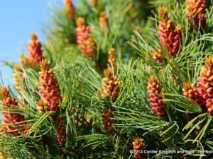 A pyramid with twisted blue-green needles. Male pollen cones are profuse and bright red in the spring. The red pollen cones are typical of Pinus pumila - which this cultivar might belong to. Either way, this is one of the finest cultivars of parviflora or pumila. Also known as 'Bergmani.' Introduced by Fred Bergman at Raraflora Nursery in Feasterville, Pennsylvania.