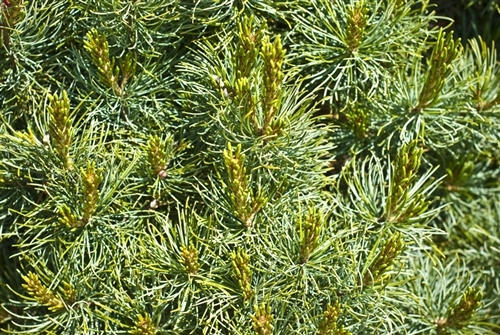A dense evergreen mound with short, narrow, light blue needles, this selection of Japanese white pine has great color and form. It makes a good specimen in a rock garden or container.