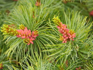 An irregular, pyramidal conifer with bright blue needles. Also known as 'Iseli Select'.