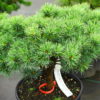 Short, blue-green needles adorn the branches of this attractive dwarf pine. Dense bushy growth makes the plant even more appealing, while a windswept form gives a Japanese aesthetic to the plant. Same as M-par 21.