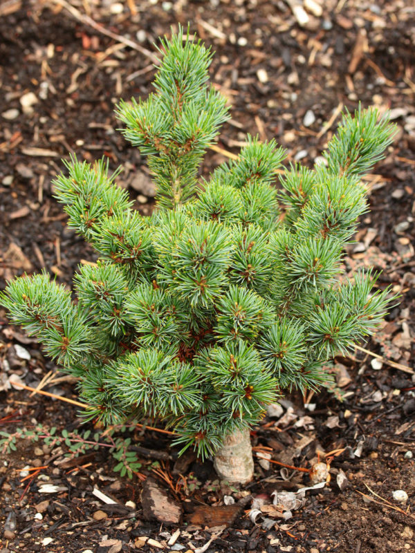 Short, blue-green needles adorn the branches of this attractive dwarf pine. Dense bushy growth makes the plant even more appealing, while a windswept form gives a Japanese aesthetic to the plant. Same as M-par 21.