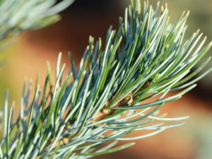 This superior selection of Japanese white pine combines dazzling silver-blue foliage with a compact, narrowly pyramidal form. In spring, the new green candles are accented with a heavy production of creamy-peach color male pollen cones.