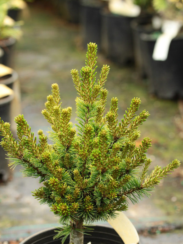 Pinus parviflora 'Eilidh' ('Ellie')
