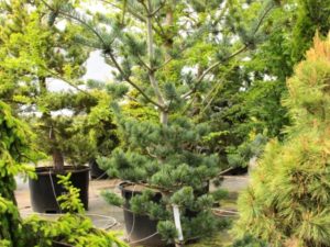 An attractive layered look comes from this pines horizontally growing secondary branches. The tiered effect is accentuated by heavy cone production, which weighs down the ends of the branches and gives the tree an especially aged look.
