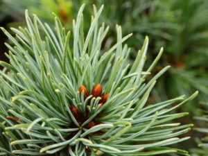 Short, blue-green needles on this dwarf pine give it a natural bonsai appearance. An uncommon selection from Japan.