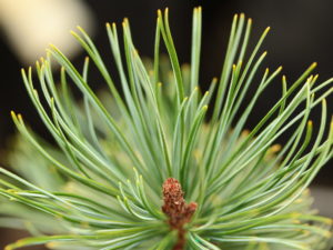 A slow-growing, fairly low-growing pine with lush, blue-green foliage.