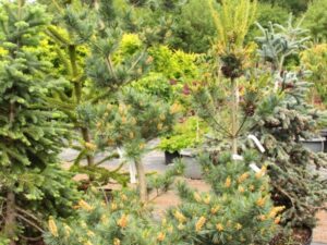 This dense pyramidal pine with silver-blue foliage makes an excellent choice for the landscape. Light yellow-green spring candles open and mature to short blue needles accented with silvery lines. Very full and thick, the plant grows about 8 inches a year.